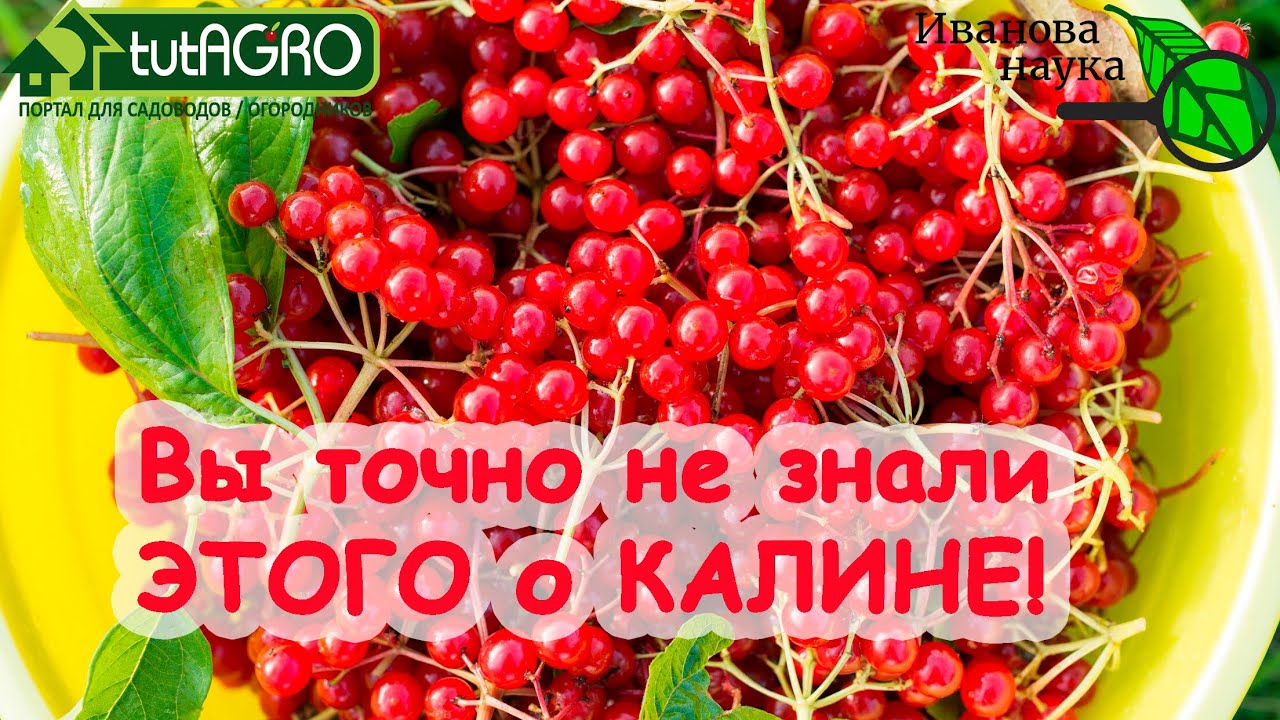 ЭЛИКСИР из КАЛИНЫ! Почему огородникам НУЖНА КАЛИНА? Как правильно готовить калину? Ягода-спаситель.