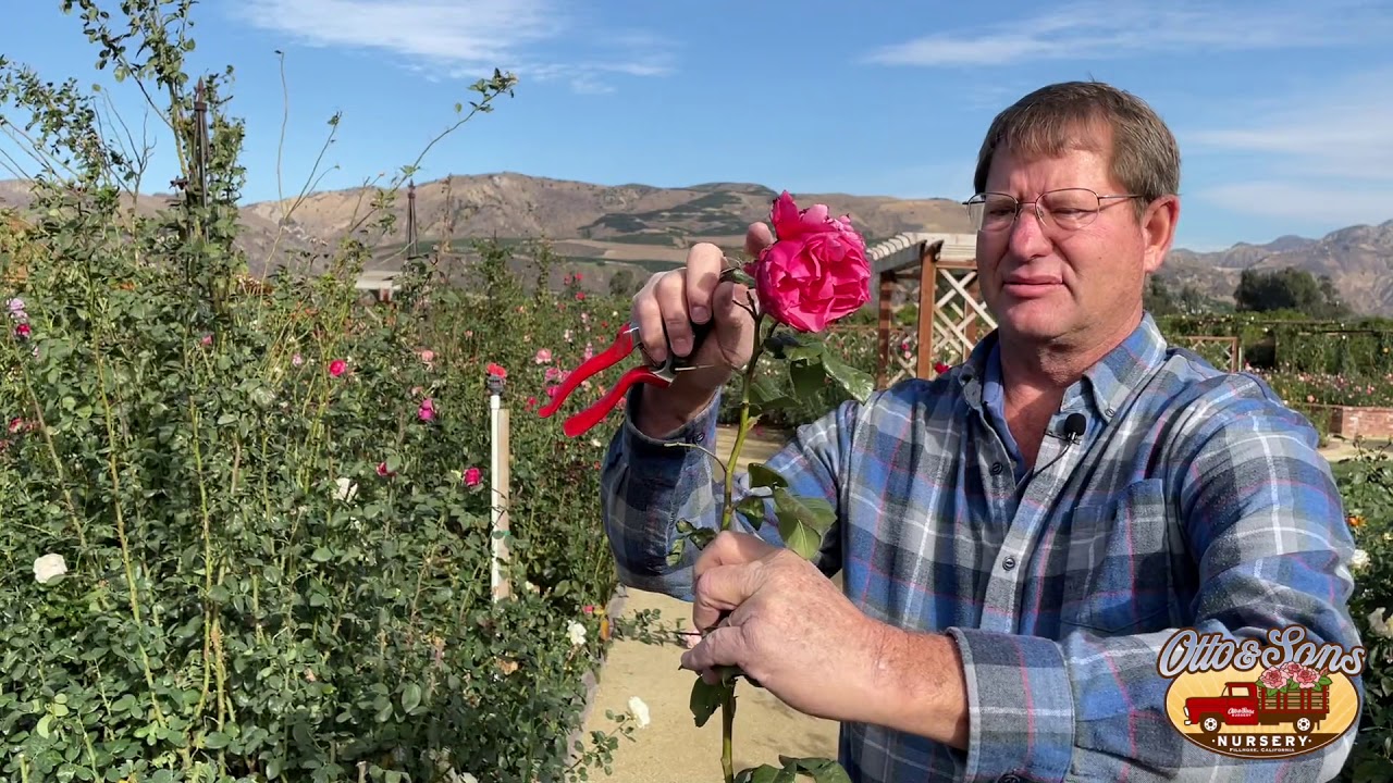 Hybrid Tea Rose Winter Pruning