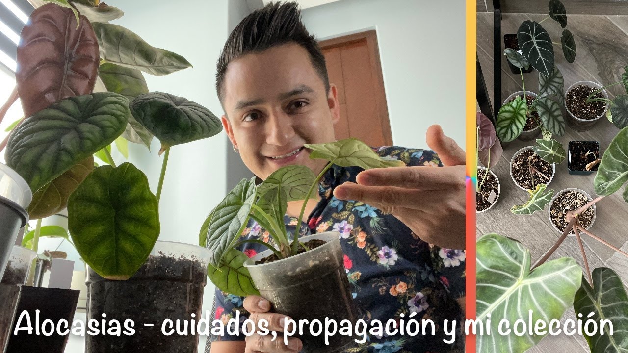Alocasias - Consejos, cuidados, propagación y un poco de mi colección 🌿🌱🪴