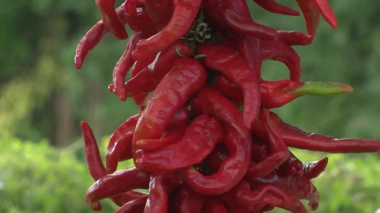 Chimayo Chile becoming rarer as fewer farmers stick with tradition