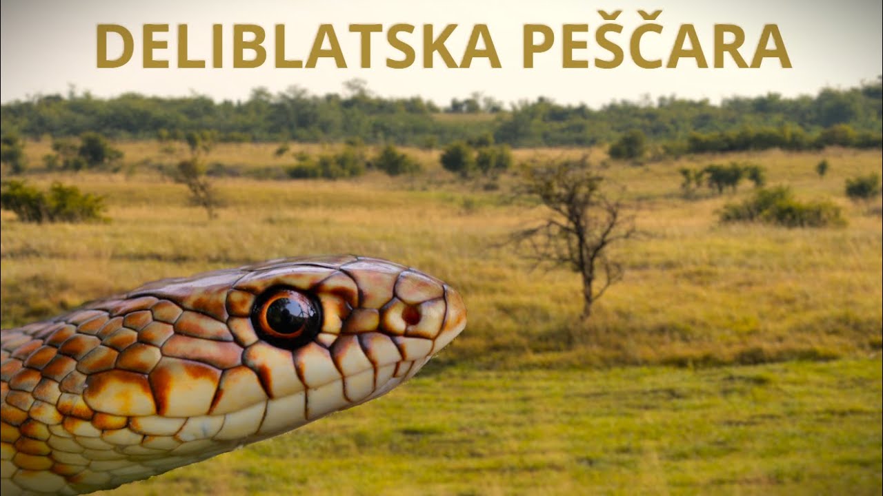 Wildlife of Deliblatska Peščara: the Longest Snake in Europe, European Bee-eaters on the hunt...