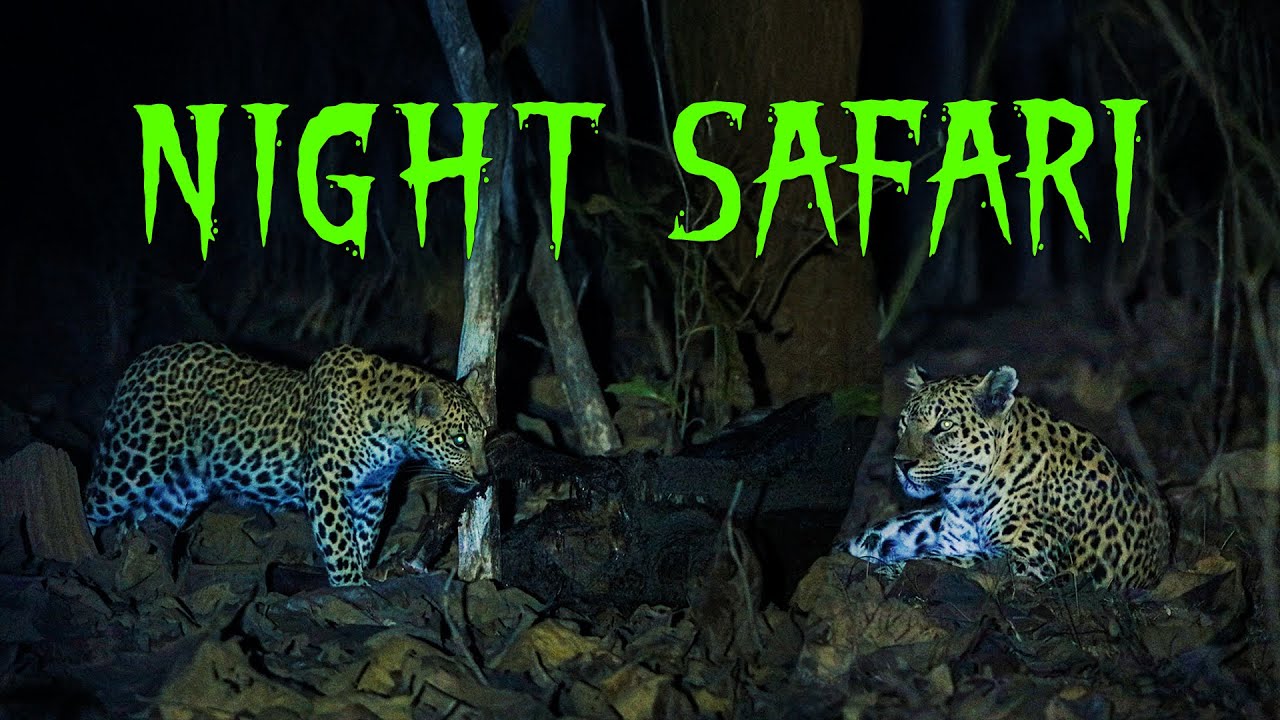 Leopard Hunting Night Safari in Panna Tiger Reserve - 4K Video