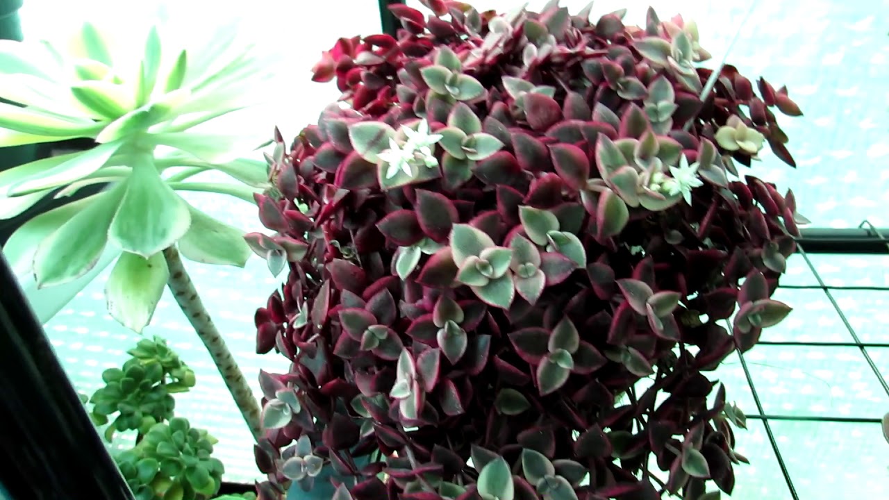 Crassula marginalis rubra 'Variegata' “Calico Kitten”  Succulent Plant in Flower