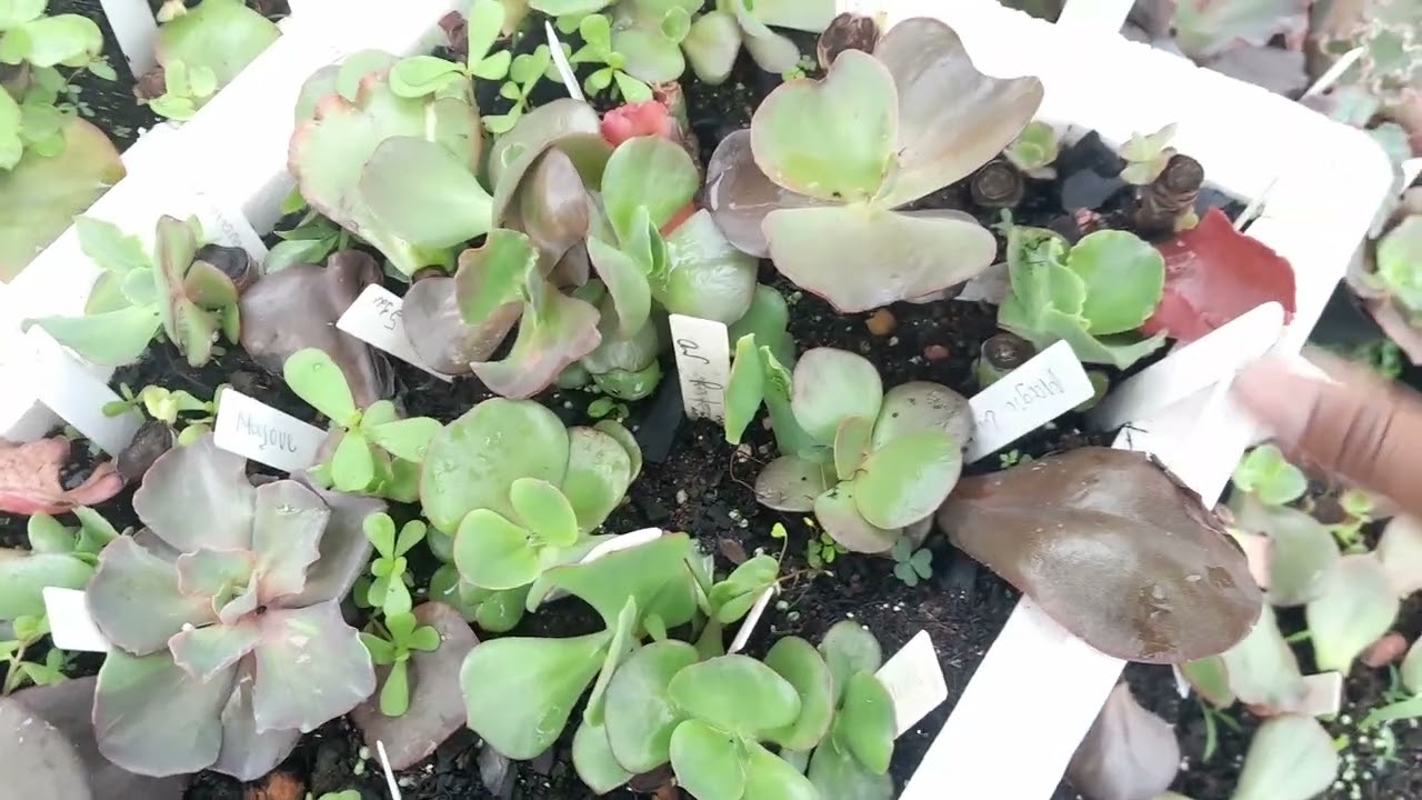 Suculentas na chuva. Viveiro Flor&Cena Suculentario 