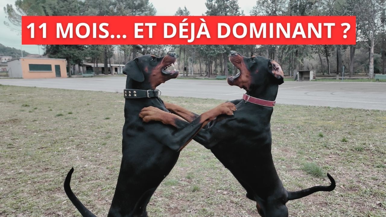 Dobermann de 11 mois trop contrôlant rencontre un chien régulateur (communication canine réelle)