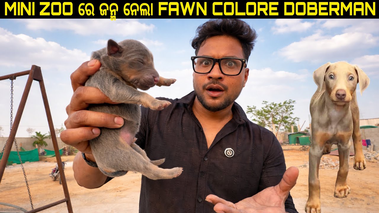 MINI ZOO ରେ ଜନ୍ମ ନେଲା FAWN COLORE DOBERMAN 🤗|| SURPRISE || 