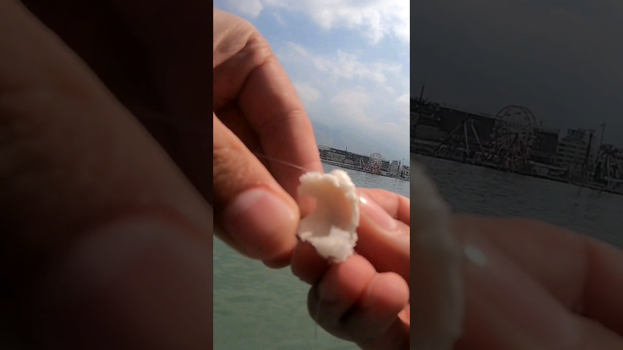 Kefal Avı İ&ccedil;in Ekmek Kancaya Nasıl Takılır?🎣 #balık #ekmek #kefal #mullet
