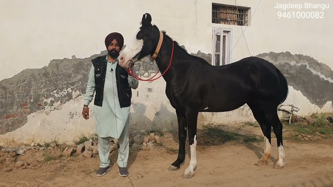 Sale Kali Chambi Ghodi # Jagdeep Bhangu