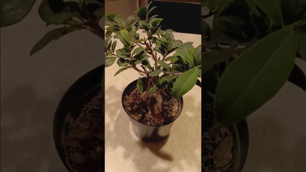 how to grow ginseng tutorial (update) #plant #gardening #plants #houseplants #planting #garden