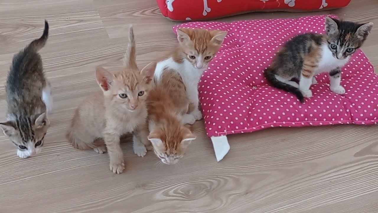 Котятам с матерями так повезло