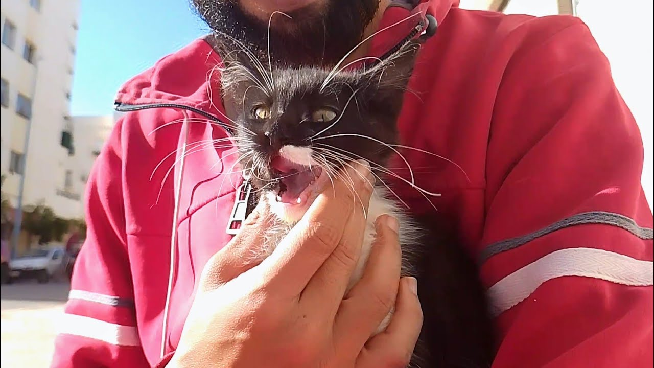 Hungry kitten sat on my lap and fawned over me when she realized there was food