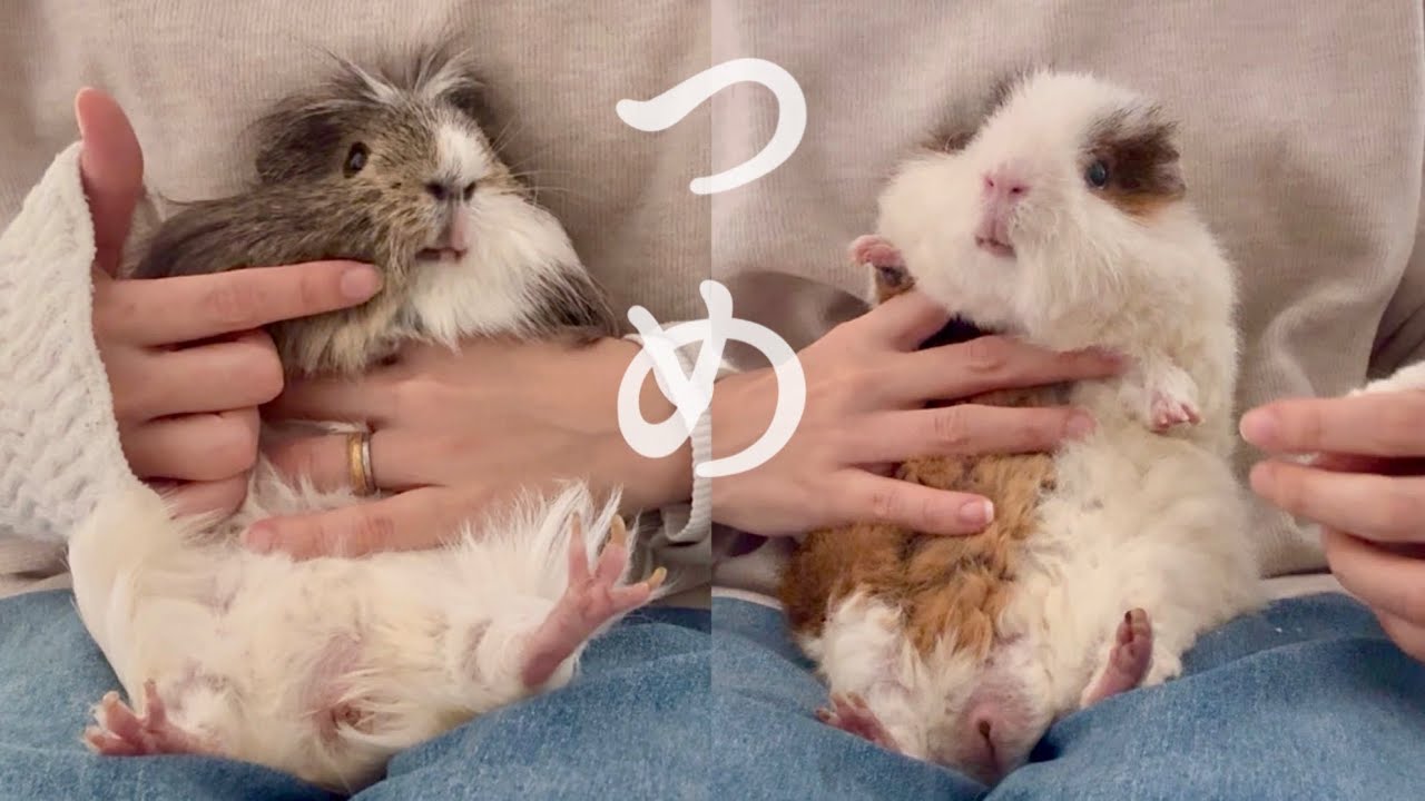 【モルモットの爪切り】オヤツにまさるご褒美とは...? Guinea pig nail clippers