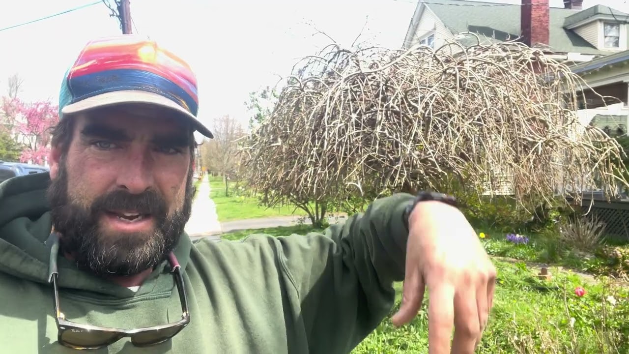Weeping Mulberry Tree Pruning