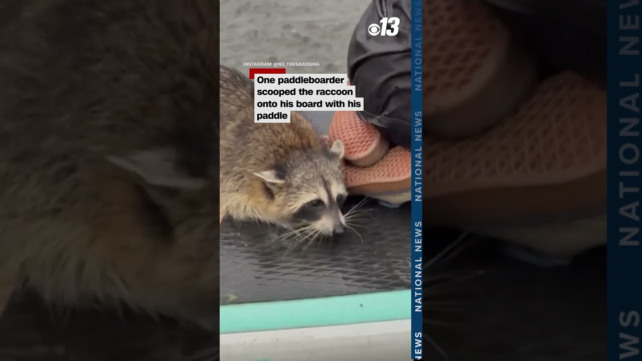 Rescuers save raccoon, not dog