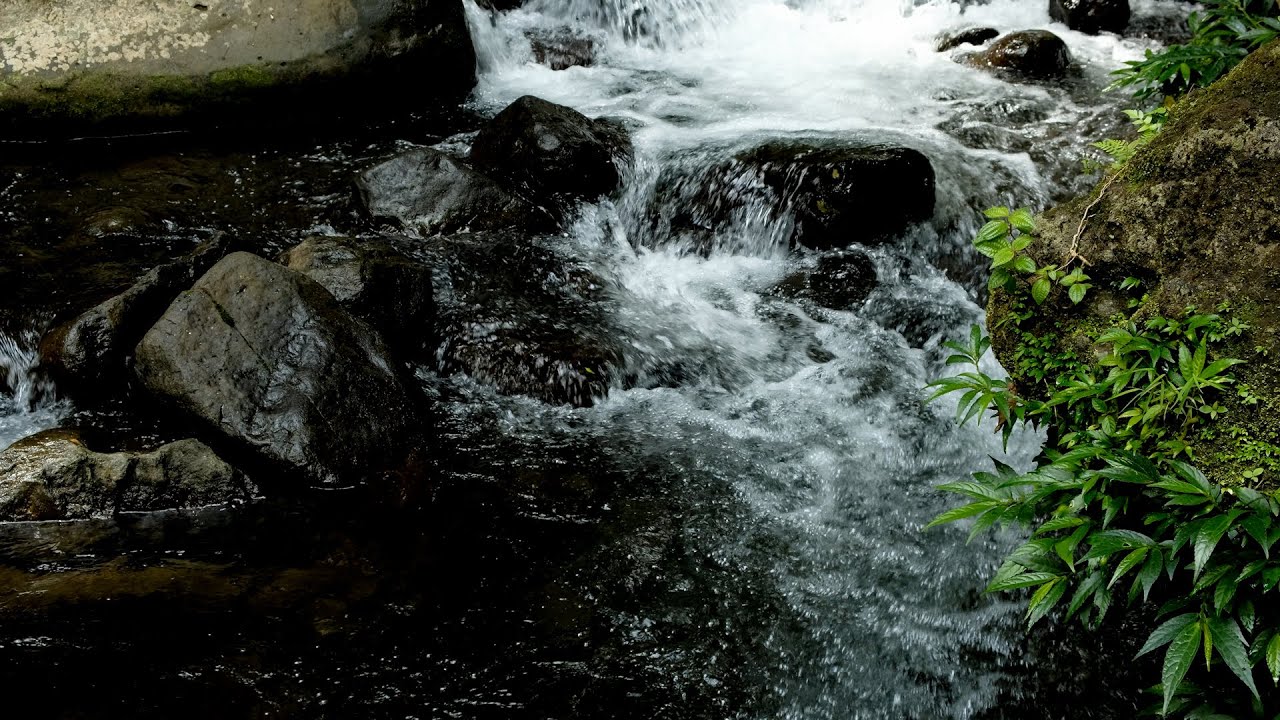 Forest Ambience | Birds Singing & Beautiful Stream Sounds for Peaceful Sleep,Deep Rest