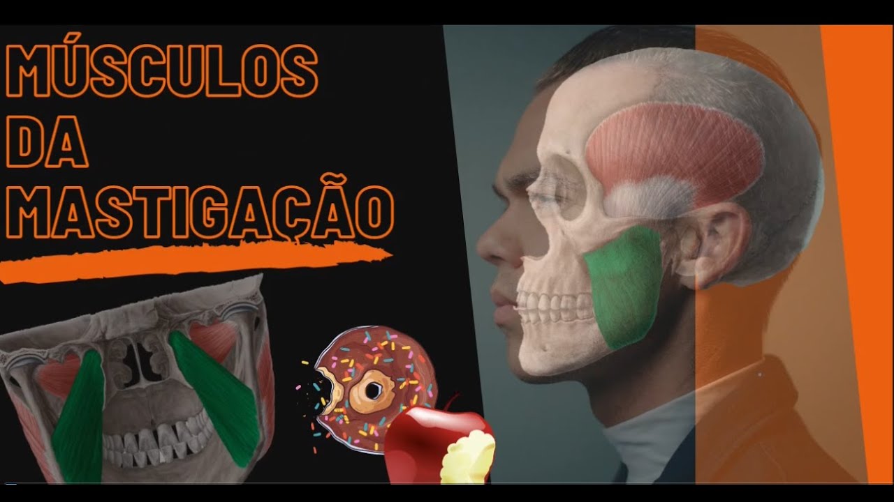 Músculos da Mastigação(Origem,Inserção,Função,Inervação)