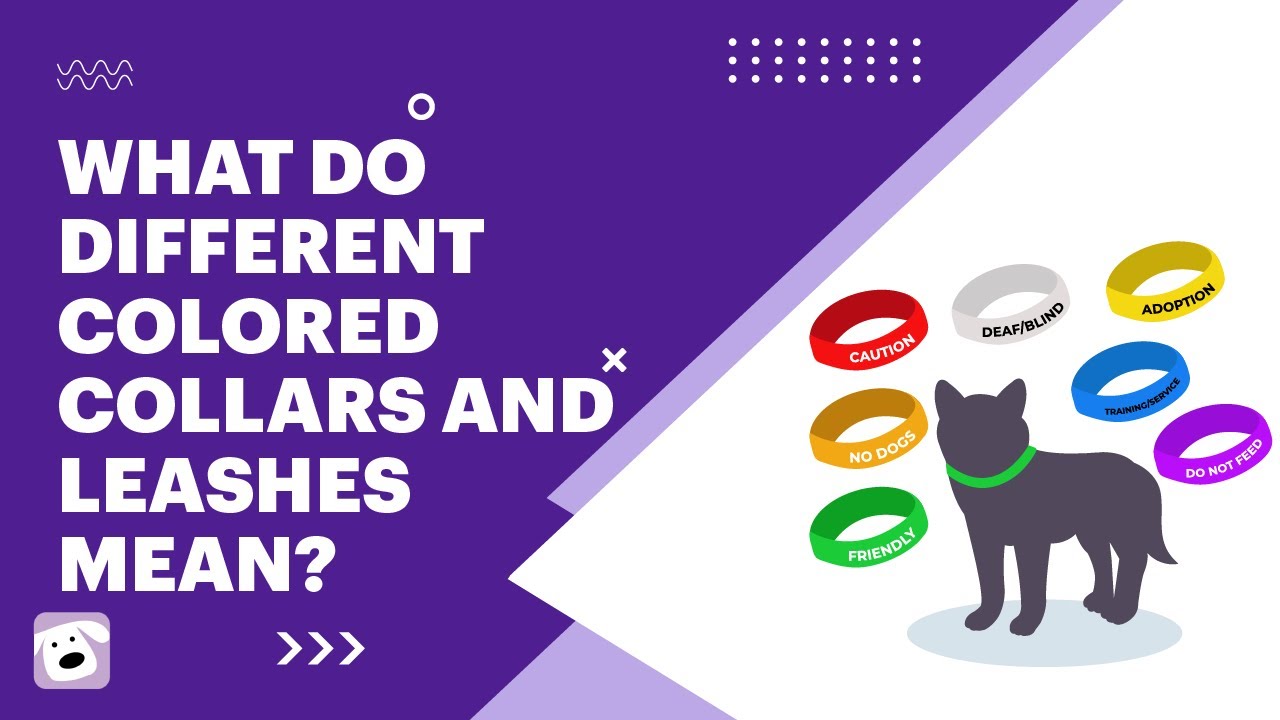 [Dog Walking] What Do Different Colored Collars and Leashes Mean?
