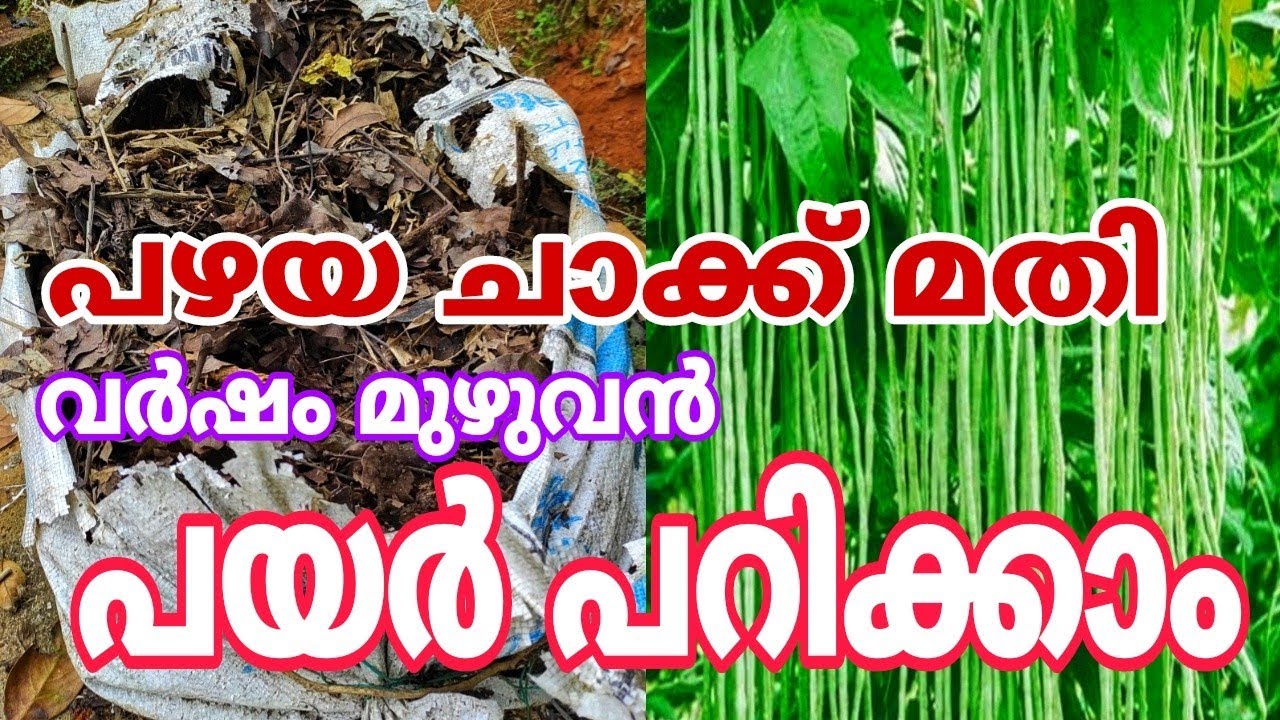 പയർ കൃഷി എളുപ്പത്തിൽ ആക്കാം ഇതൊന്നു ചെയ്താൽ Payar krishi malayalam