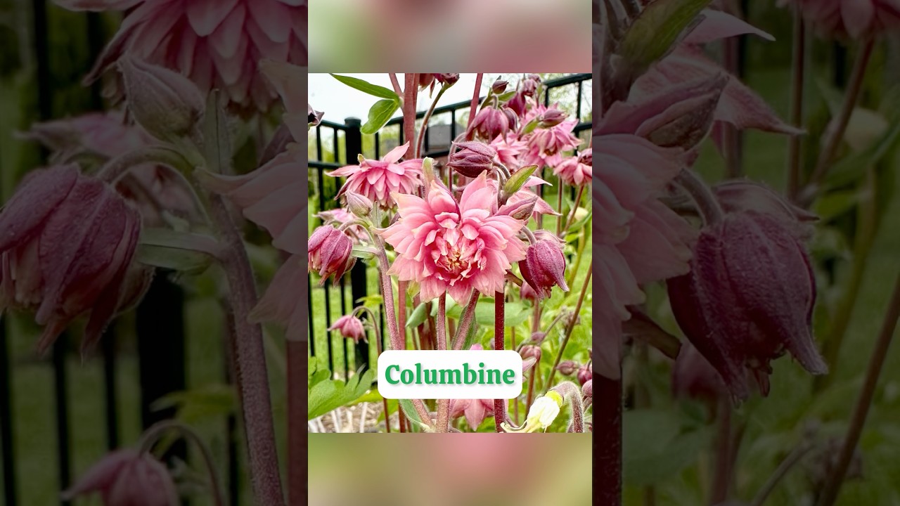 Five Of My FAVORITE Spring Blooming Flowers #springflowers #garden