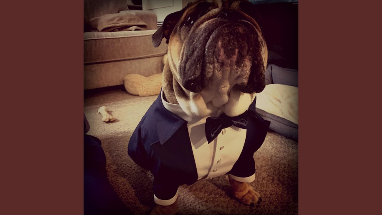 Pitbull