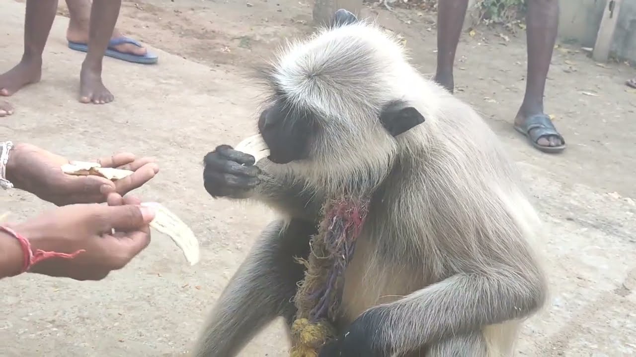 Langoor In My Village ( Ma Village Lo Kondenga) #Vlog #langoors #kondenga #HarishVlogs