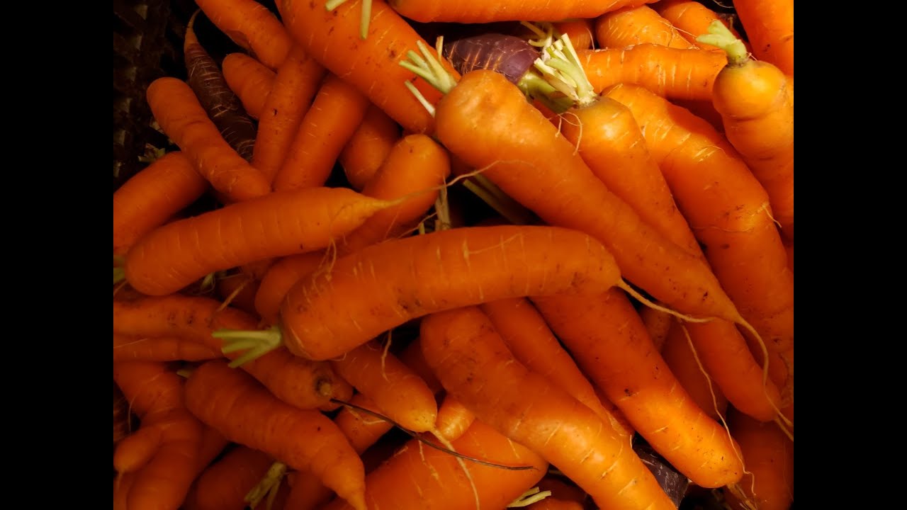 Ask Gardener Lynn #42 What is the best way to store carrots for the winter?
