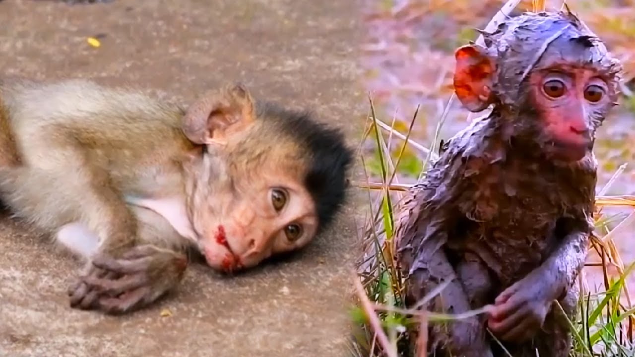The little monkeys were abandoned and badly injured, they were so lonely and pitiful.