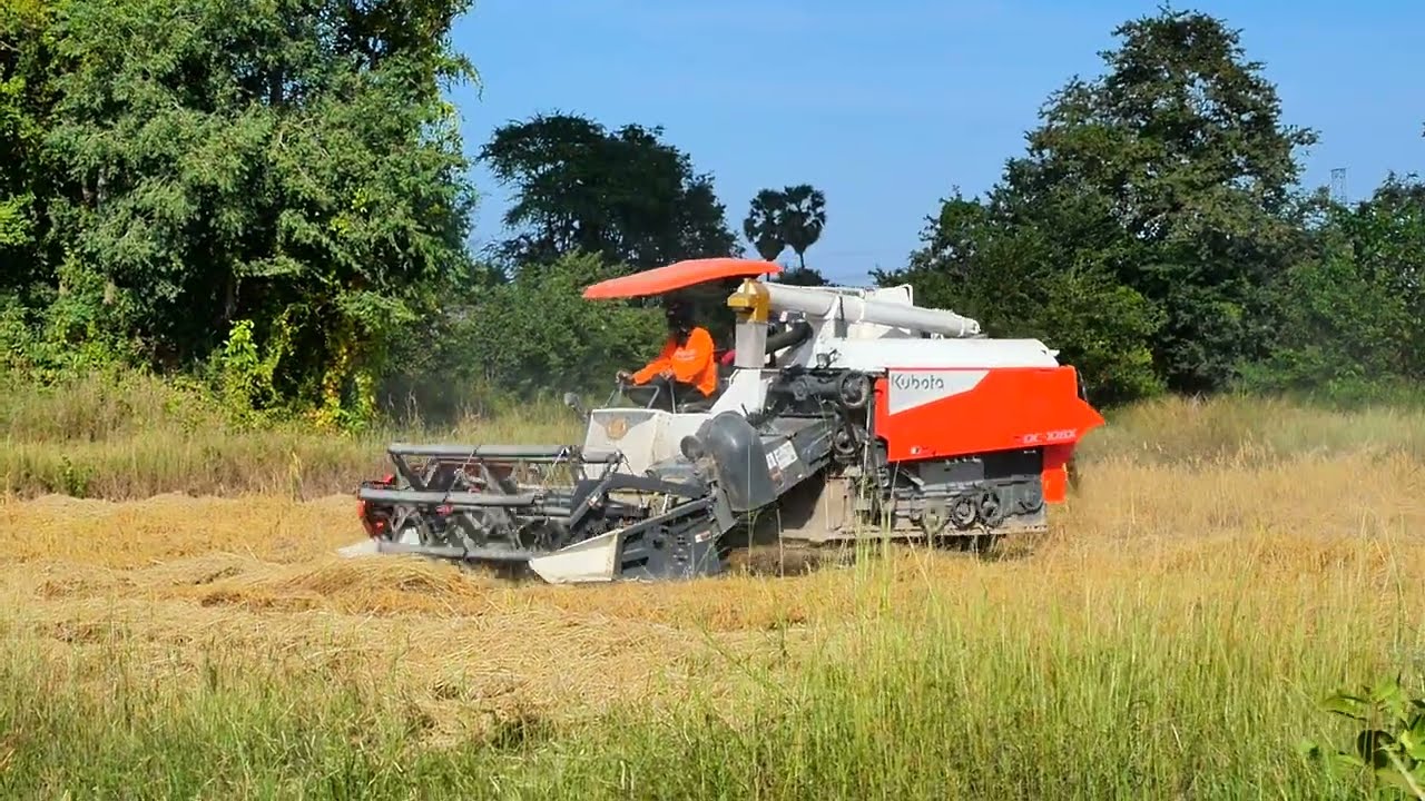 Harvesting rice 🌾 _Nice Kubota DC108X harvesting rice so fast 