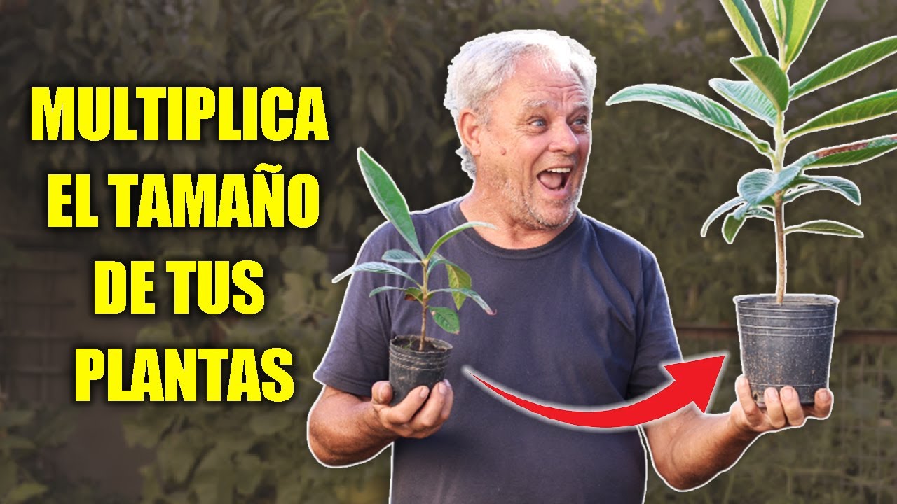 PLANTAS más FUERTES con COMPOST Casero FÁCIL Y BARATO