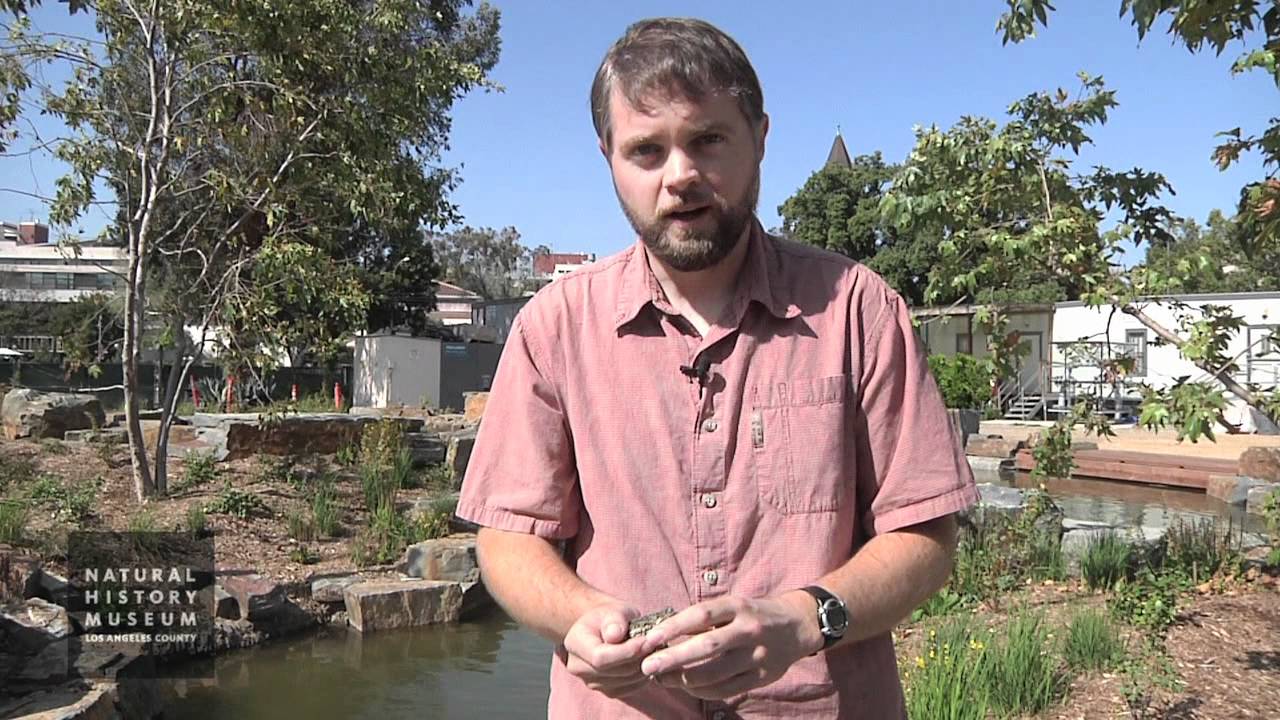Meet Dr. Greg Pauly, Curator of Herpetology