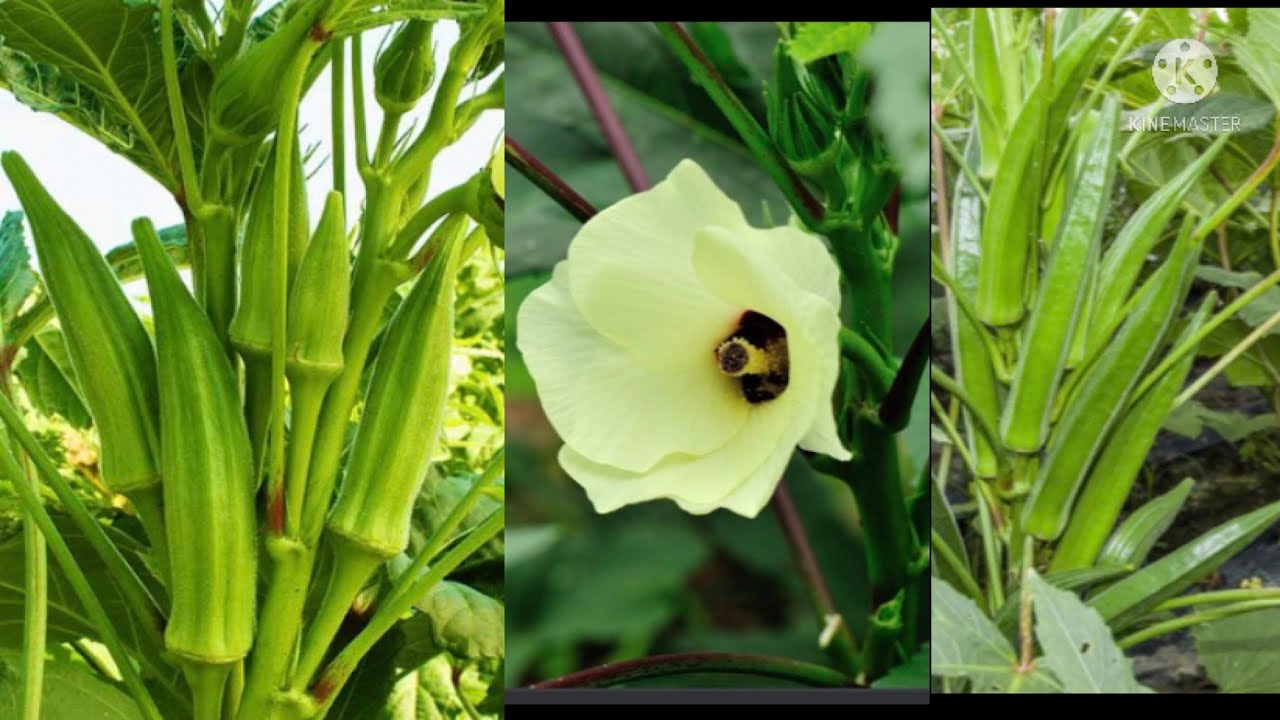 HOW TO GROW OKRA FROM SEEDS TILL HARVEST AT HOME 🪴🌺