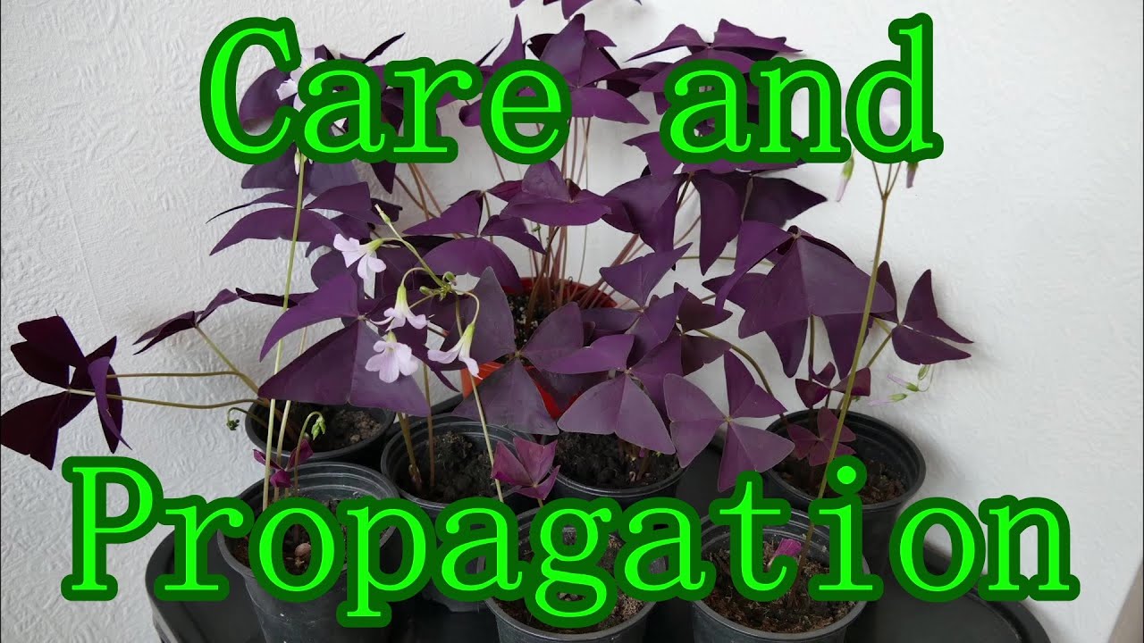 Уход и размножение Oxalis Triangularis (с покадровой съемкой)