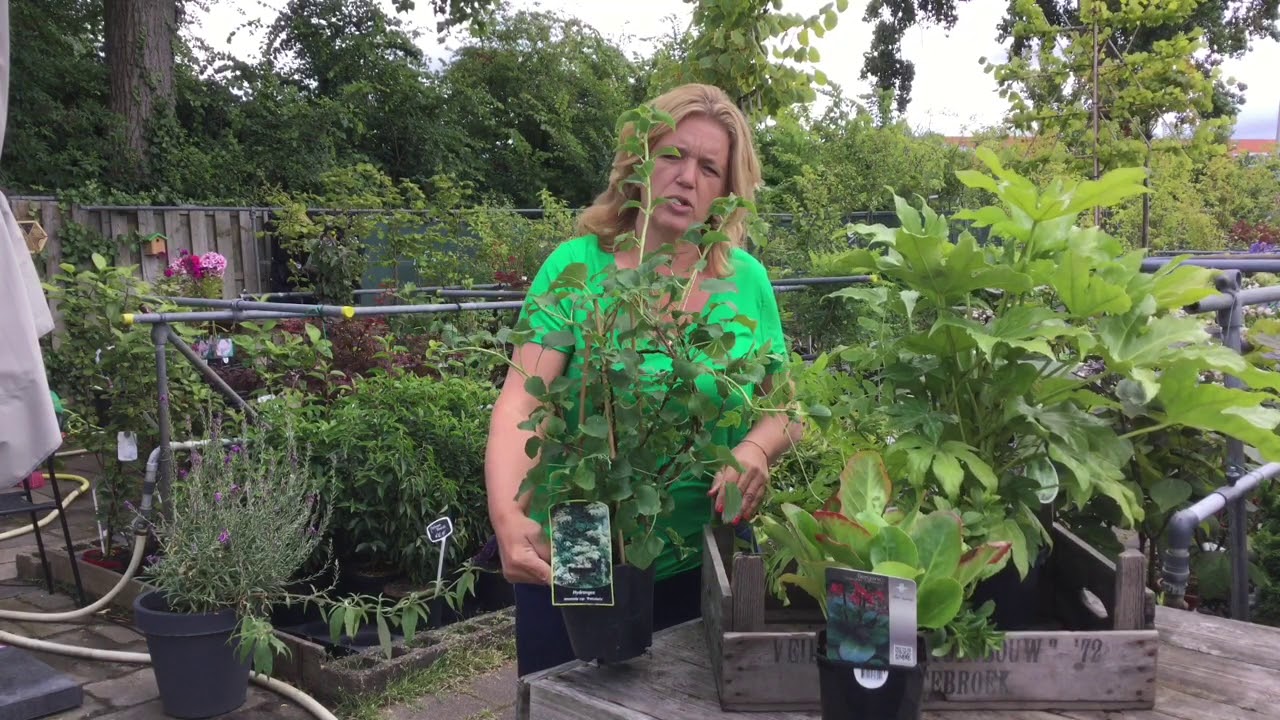 Schaduwplanten
