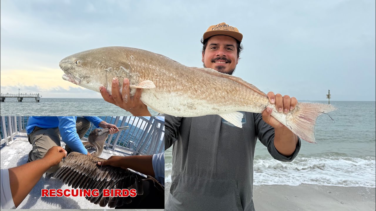 ￼￼￼ 2 Days Fishing Fort De Soto Piers! 21 keeper Mackerel! (Snook, Tarpon , Red Fish )