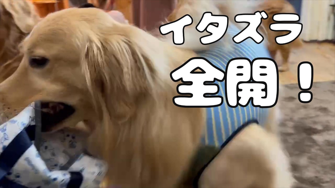 兄弟犬以外は苦手なゴールデン、おじちゃんの前だけイタズラ全開！