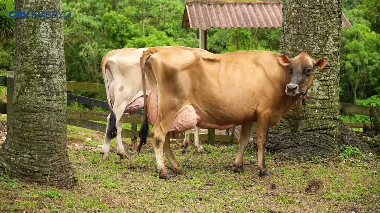 CRV EMBRYO RANCHO MAINARDES