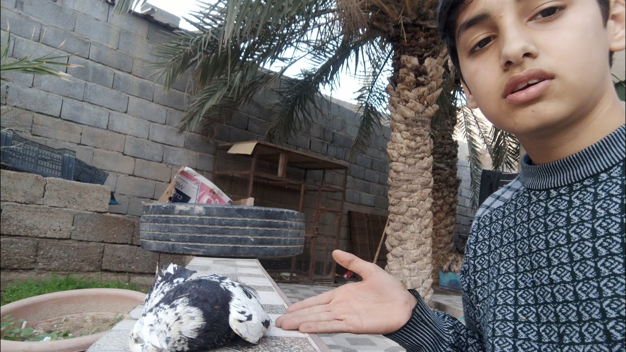 ماتت الحمامه
