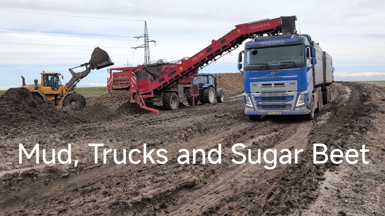 🌧️ Muddy Sugar Beet Harvest 🌧️ Nakládka cukrové řepy v bahnitých podmínkách 🫜🫜