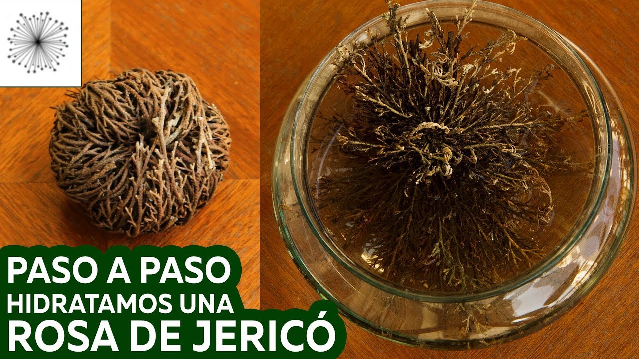 Hidratación de una Rosa de Jericó
