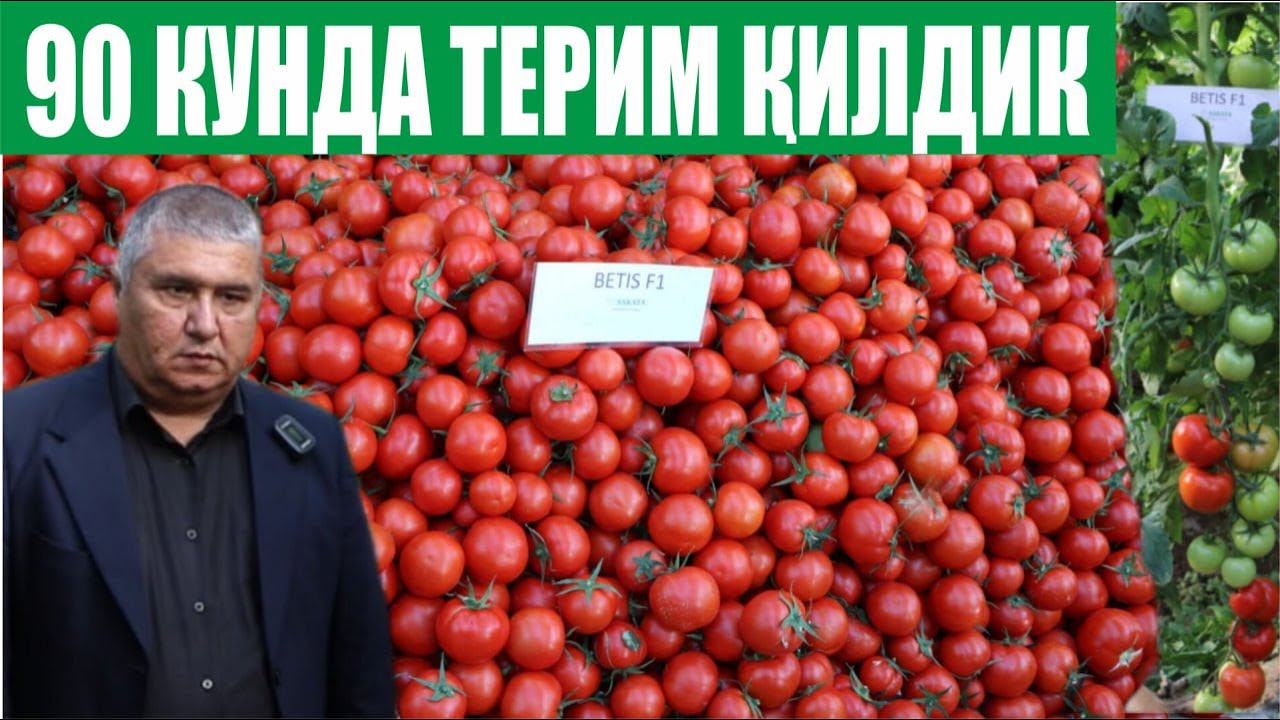 Бетис F1 нинг хақиқий муxлиси Хоразмлик Ихтиёр ака (Tomato Betis F1-Sakata)