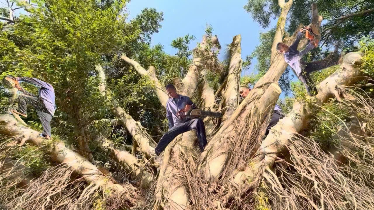 Cưa Cây Xanh To Um Tùm, Gần Ruộng Lúa, Quá Nhiều Dây Leo, Cưa Kỹ Thuật, 351