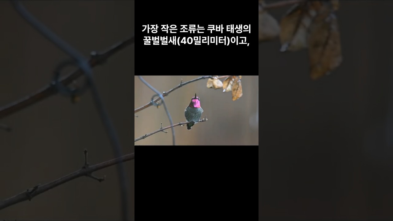 "세계에서 가장 작은 동물은?",[동물농장]