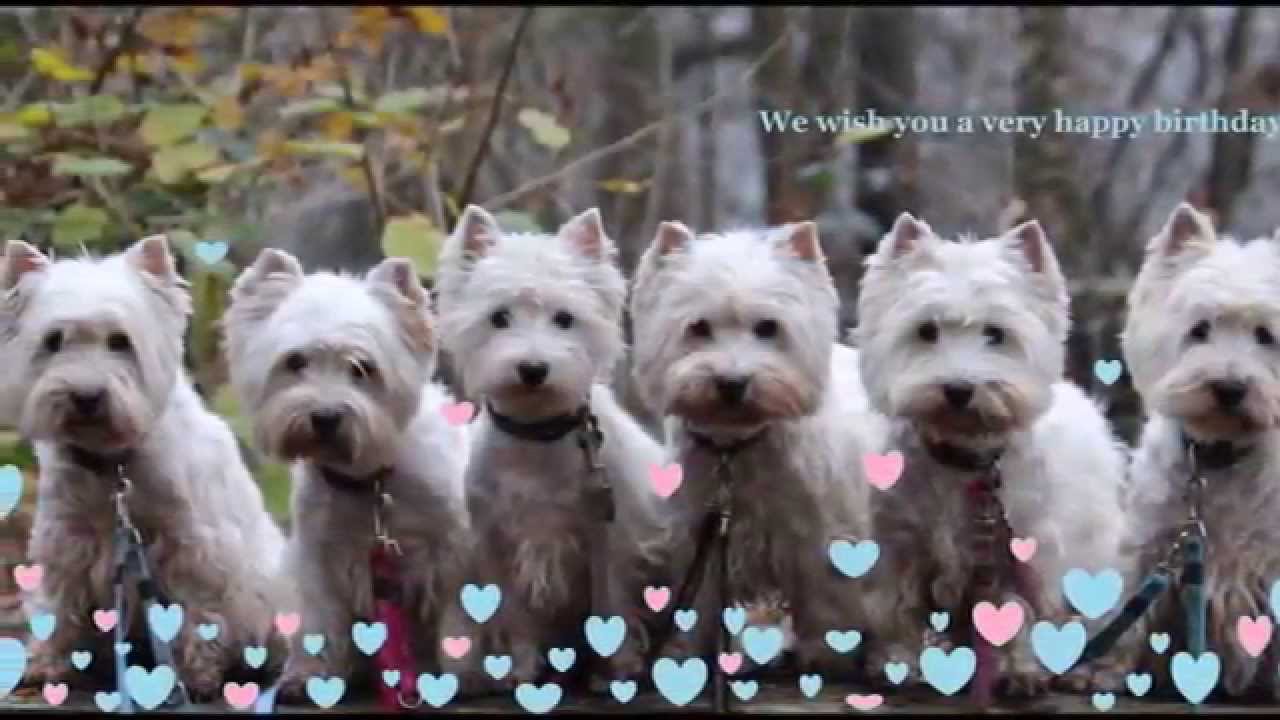 Little White Knights M-litter