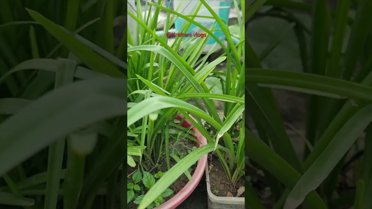 আমার রজনীগন্ধা আলহামদুলিল্লাহ। @Krishani vlogs  #gardening #flowers #nonfollowers