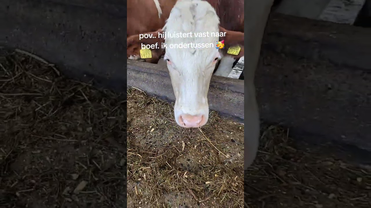Vlog 10 | Weer een drukke dag op de boerderij! 🐄🚜 | Hulpboer Jordy