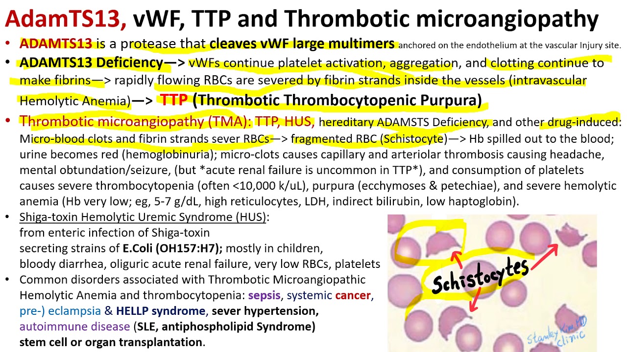 Hematology in 10 Min: Hereditary Bleeding Disorder von Willebrand Disease