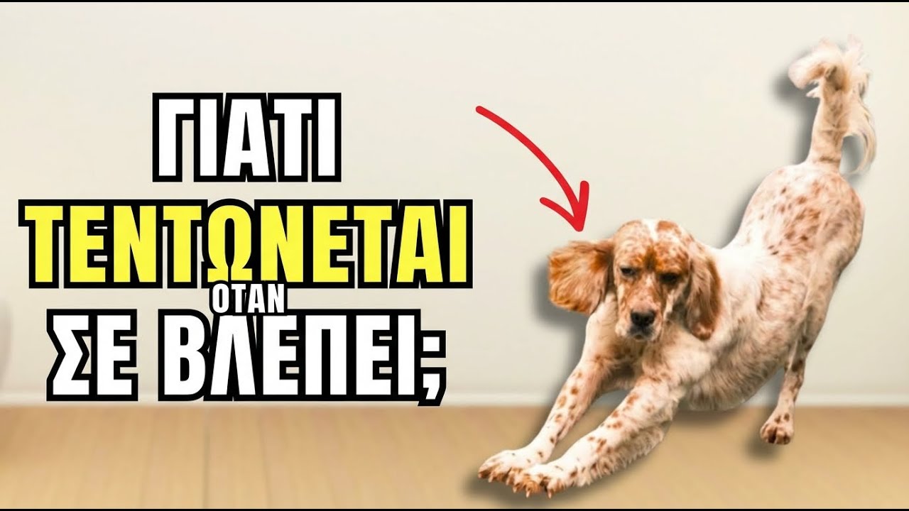 Γιατί ο σκύλος σου τεντώνεται όταν σε βλέπει; Αυτό είναι τι πραγματικά σημαίνει.