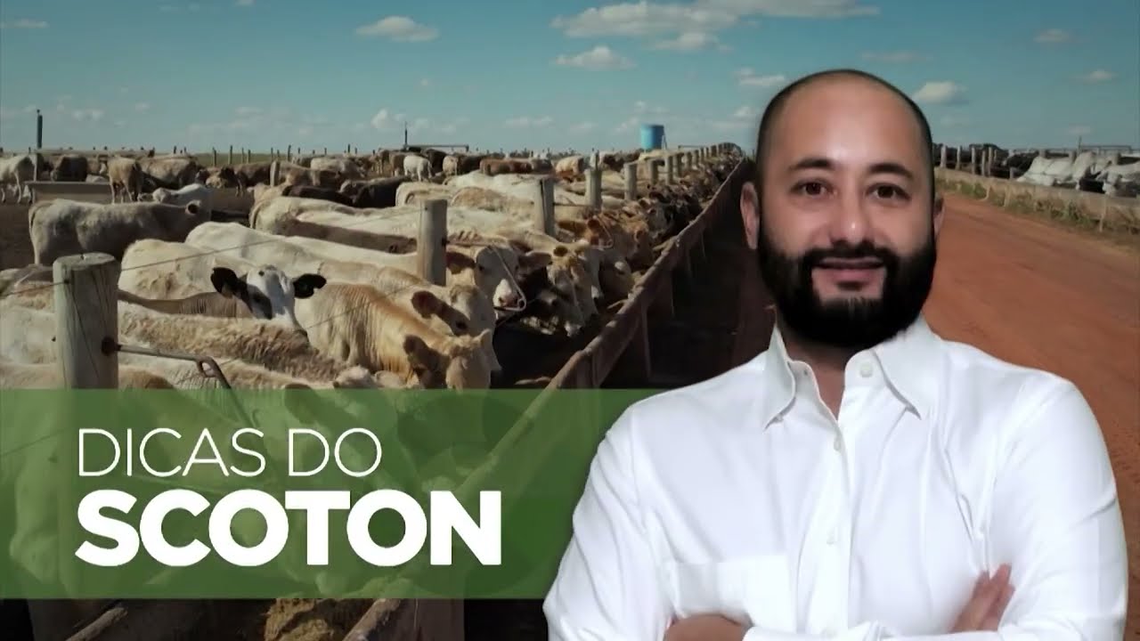 PASTEJO DIFERIDO: QUAL SUPLEMENTO USAR? ESPECIALISTA RESPONDE