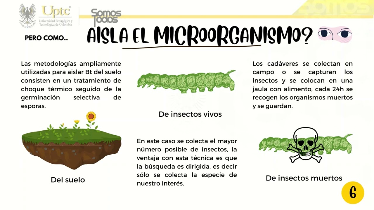 Bacillus thuringiensis : producción de bioinsecticidas para el control de plagas en la agricultura