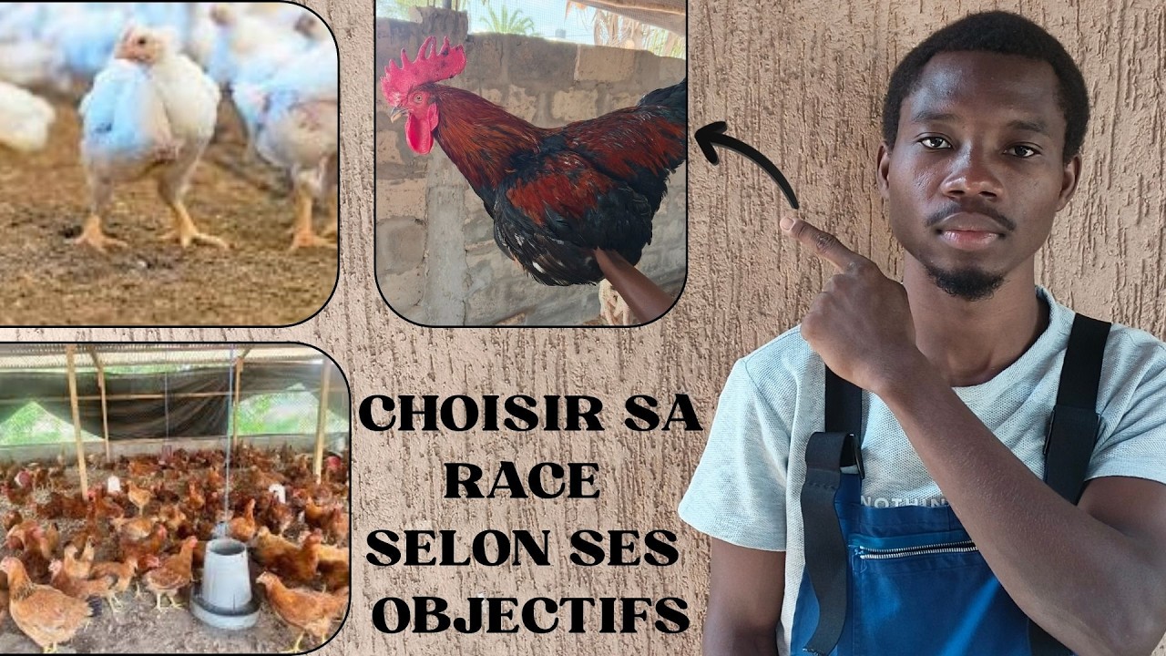AVANT D'ACHETER TES POUSSINS 🐤🐥 REGARDE CETTE VIDEO